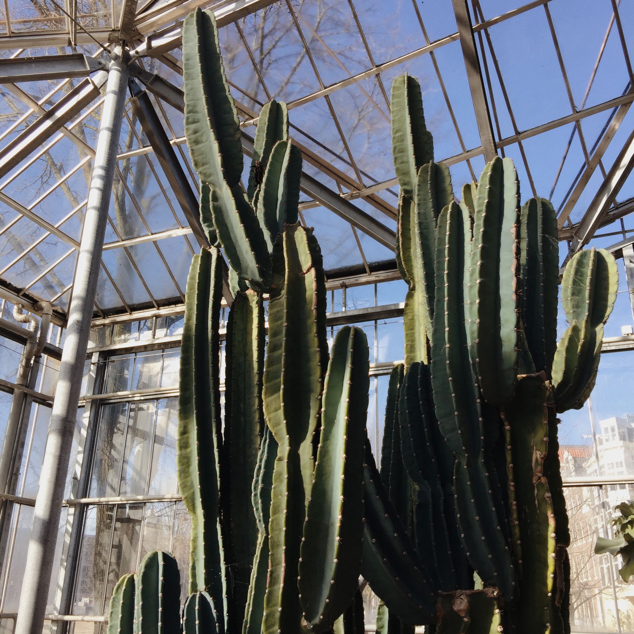 hortus-botanicus-amsterdam-botanic-garden-cactus